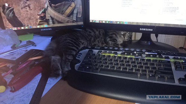 Немного милоты
