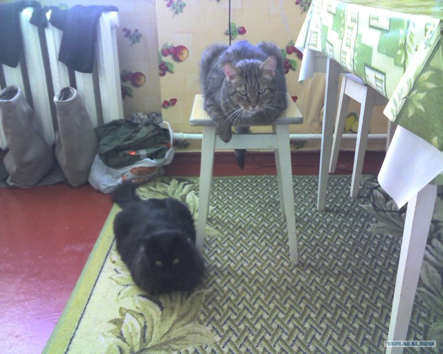 Котовторник 22.05.2012