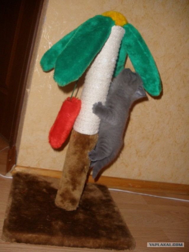 Котовторник   5.06.2012