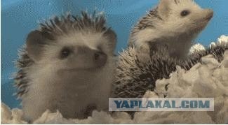 Забавные ежики.