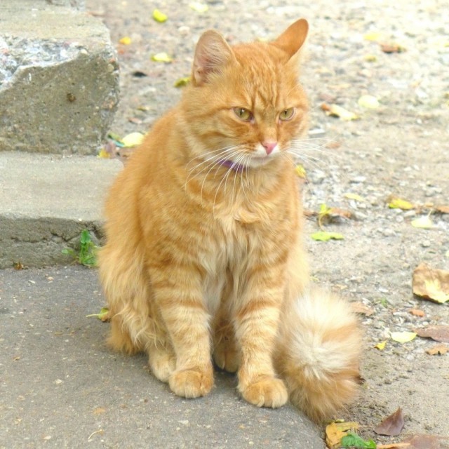 Прикольных котов пост