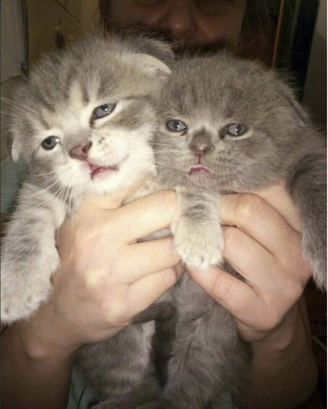 Забавные фото котеек