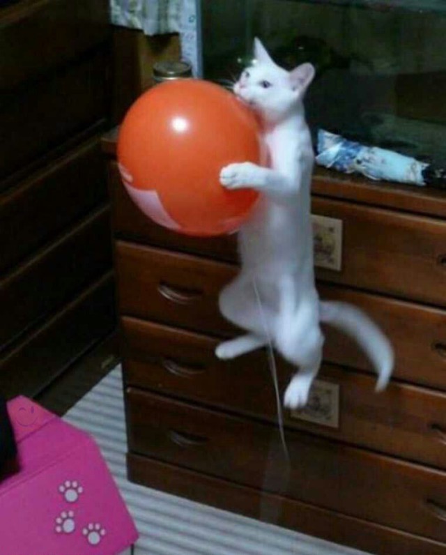 Как отвлечь кота на пару часов