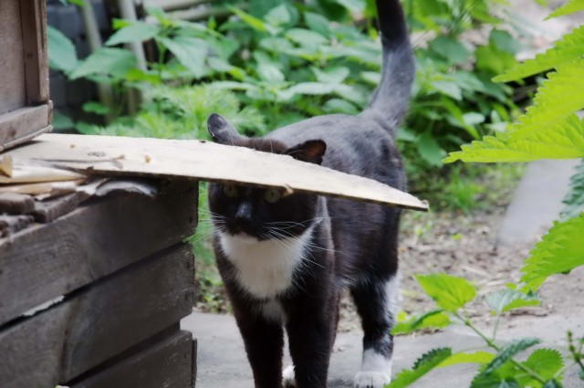 Котовторник 18.06.2019