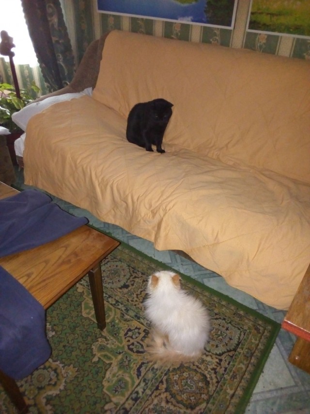 Котовторник  06.08.2019