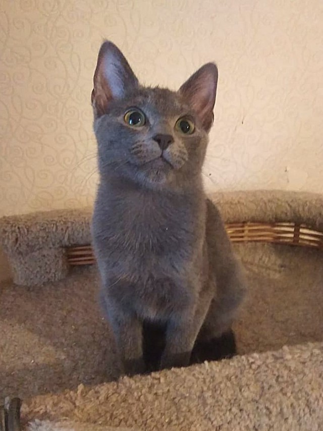 Забавные фото котеек