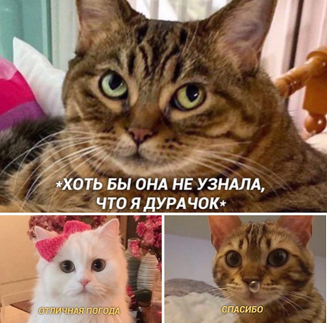 Колючие Муди