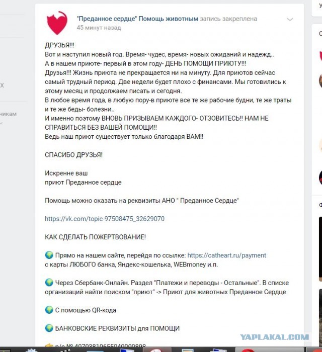 Помогите вернуть кота! Приют "Преданное сердце" украл кота и не отдает!-2