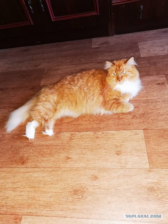 Давайте по котикам, которые с нами на самоизоляции