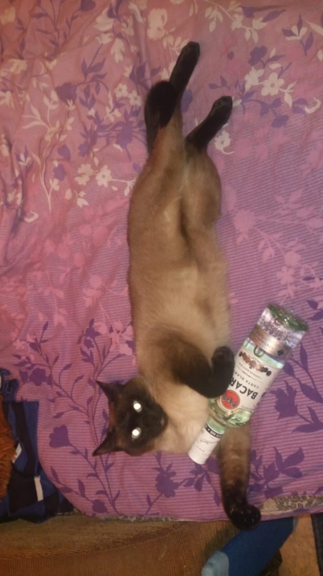 Эти забавные животные