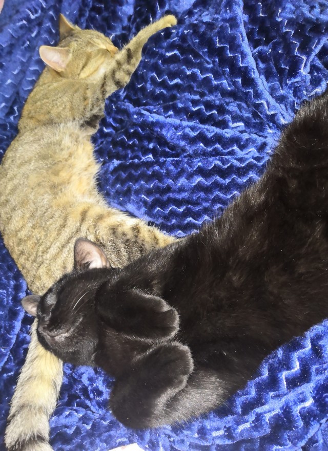 Котовторник 17.11.20