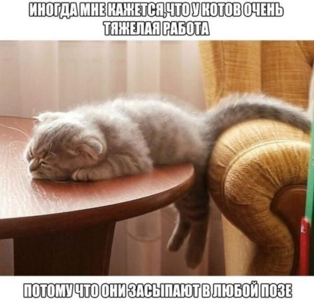 В завершение котовторника.