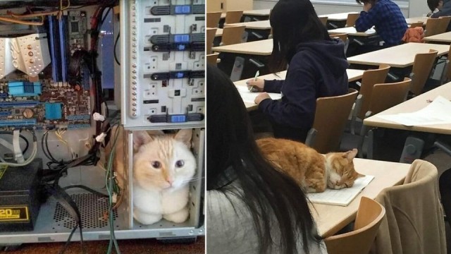 Кошки часто любят отдыхать там, где их, в принципе, не должно быть