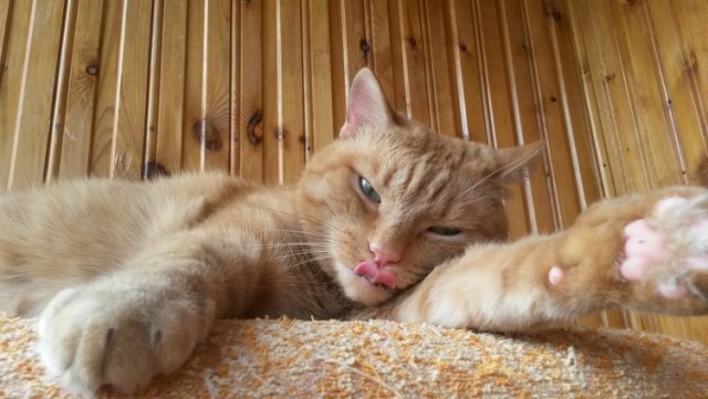 А котовторник уже начался?