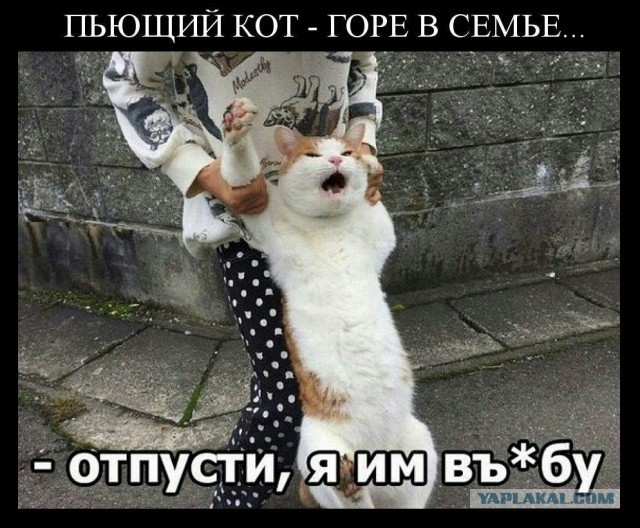 Весёлый полтишок 10.07