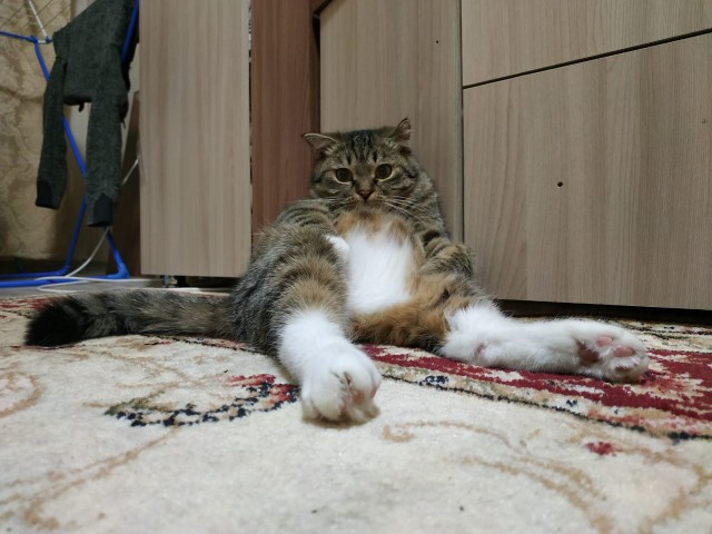 Кот Василий