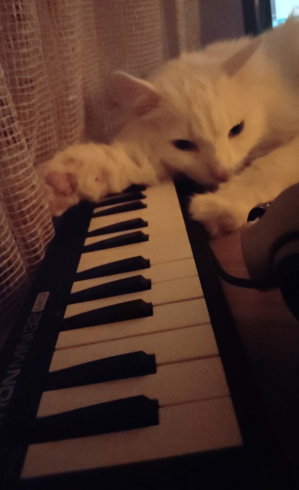 Котовторник 11.01.22