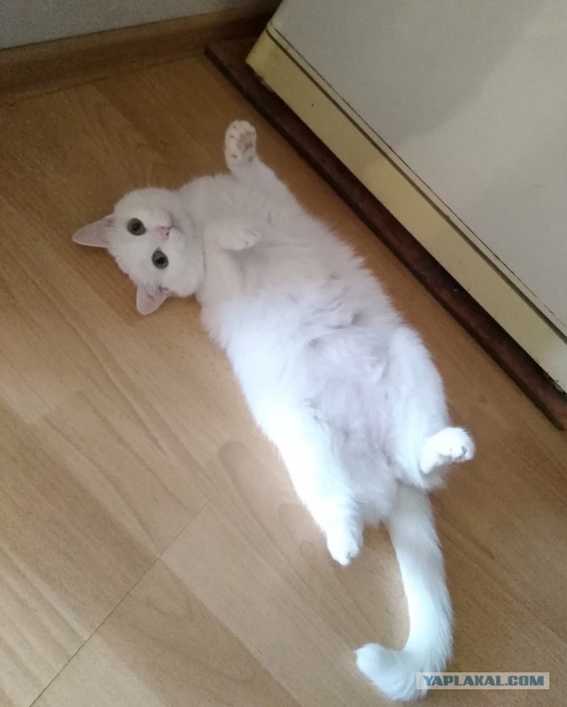 Господа и дамы ЯПа! Котовторник у нас начался! Отойдите от политоты и давайте котиков побольше!