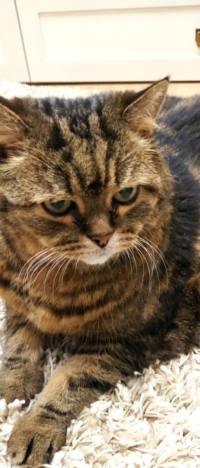 А это мой котан к котовторнику