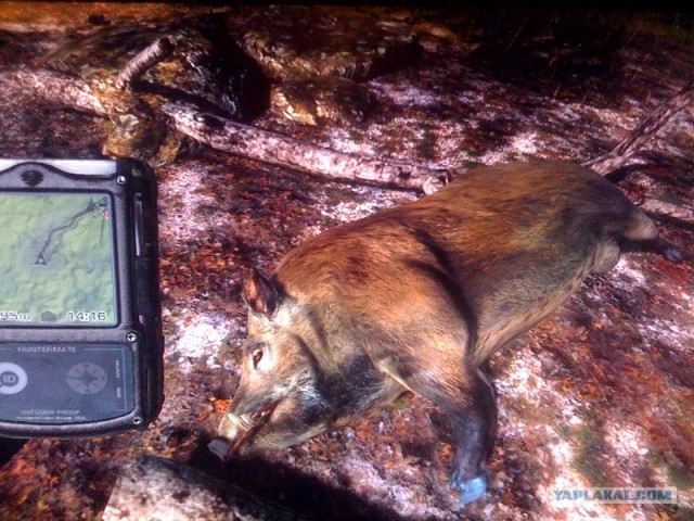 Симуляторы охоты