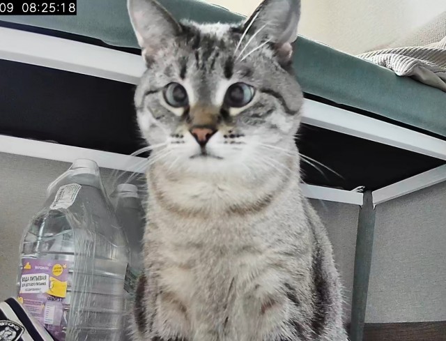 Котовторник ведь начался!