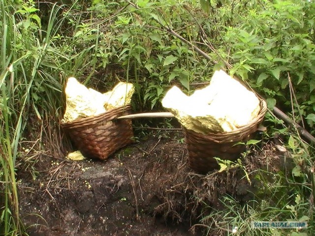 Они живут только 40 лет