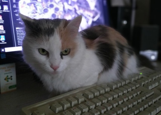 Отдали кота