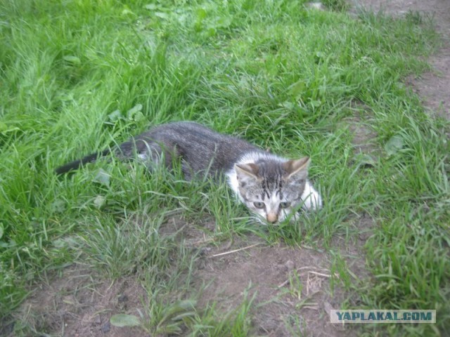 Жизнь домашнего приюта для котеек 407