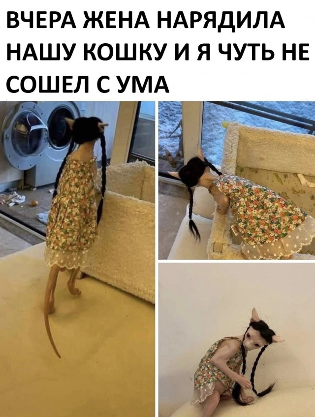 "Жена нарядила кошку"