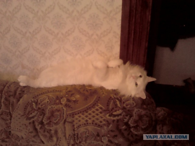 Котовторник 16.04.2013