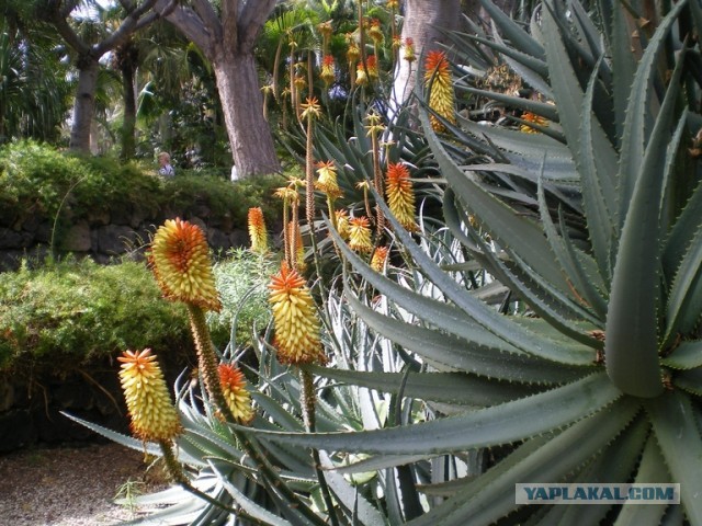 Хочу дачу на канарах!