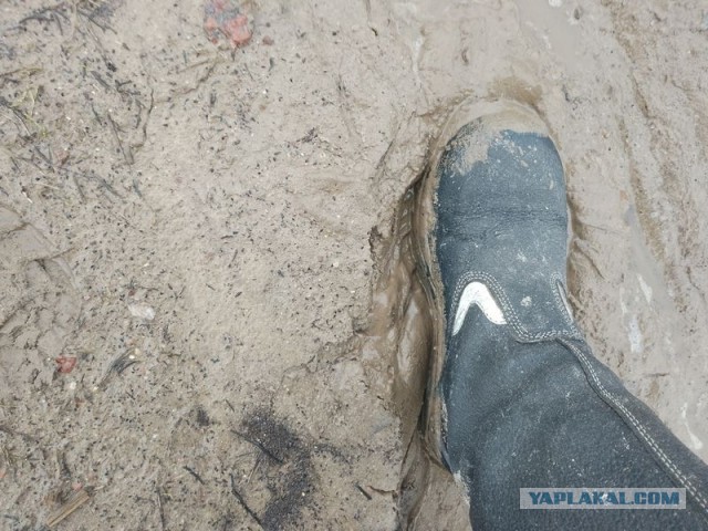 Жизнь домашнего приюта для котеек 484