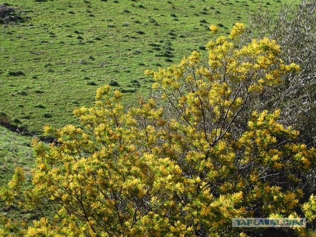 Подъехала мужская ответка тем девушкам, которые на 23 февраля дарили торты