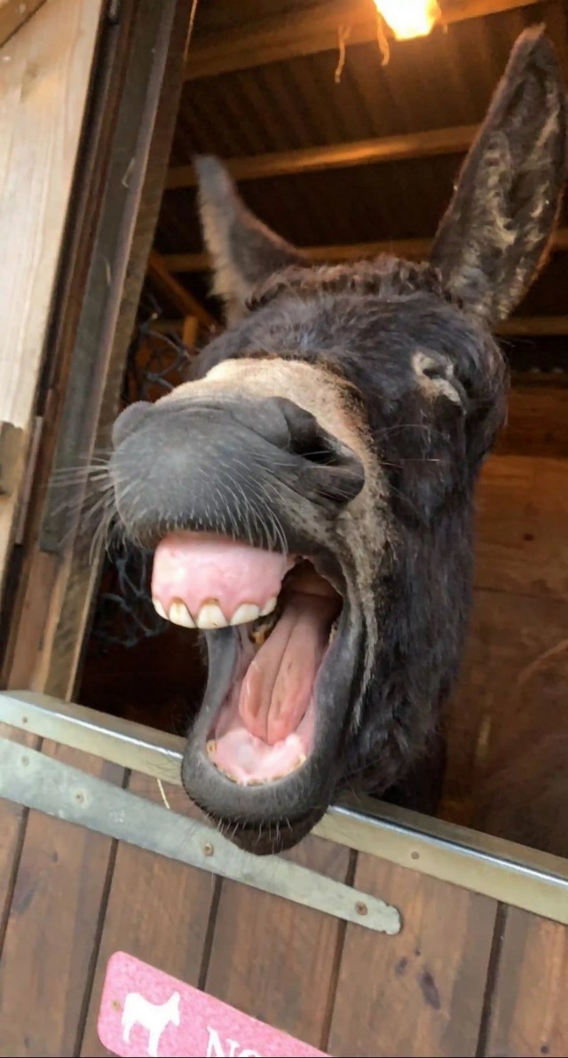 Веселые финалисты Comedy Pet Photo Awards 2024