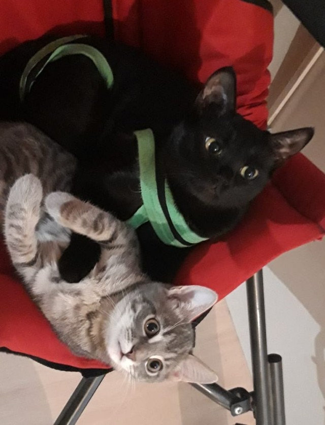 Котовторник!