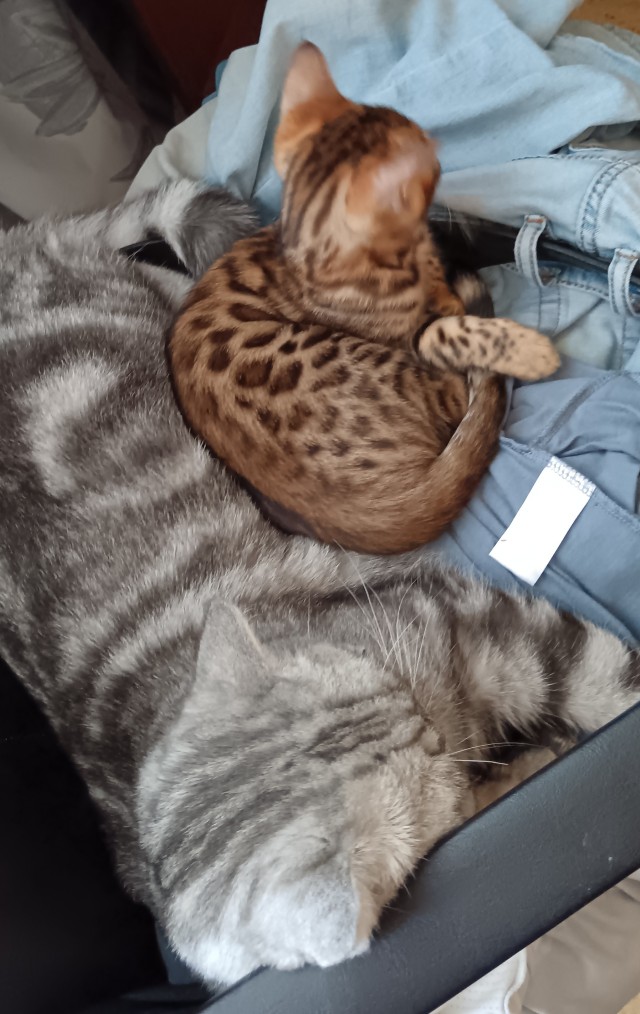 Котовторник!