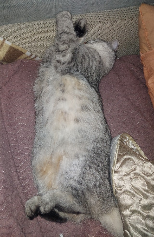 Боевые коты