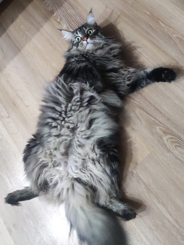 Да просто кот, зовут тоже Кот