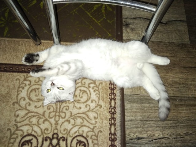 Как зовут вашего кота?
