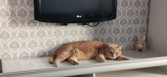Сегодня отмечается День рыжего кота