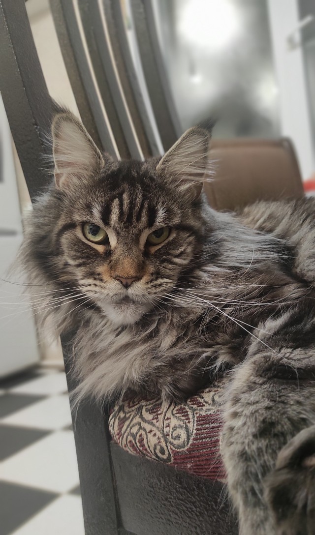 Котовторник