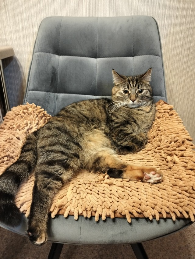 Котовторник