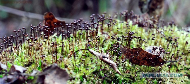 Немного летнего макро