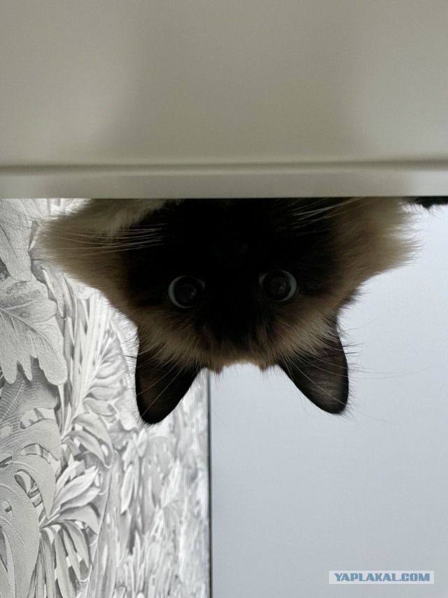 12 самых смешных котов в истории комического конкурса Comedy Pet Photography Awards