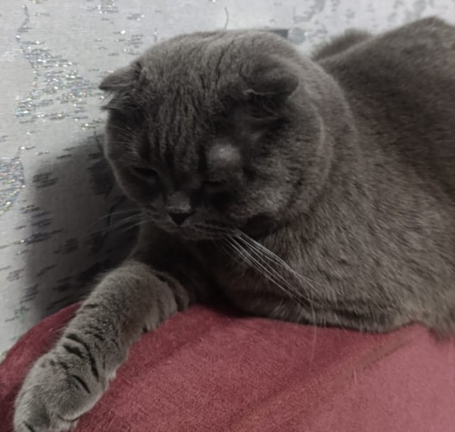 Мой кот чем-то не доволен