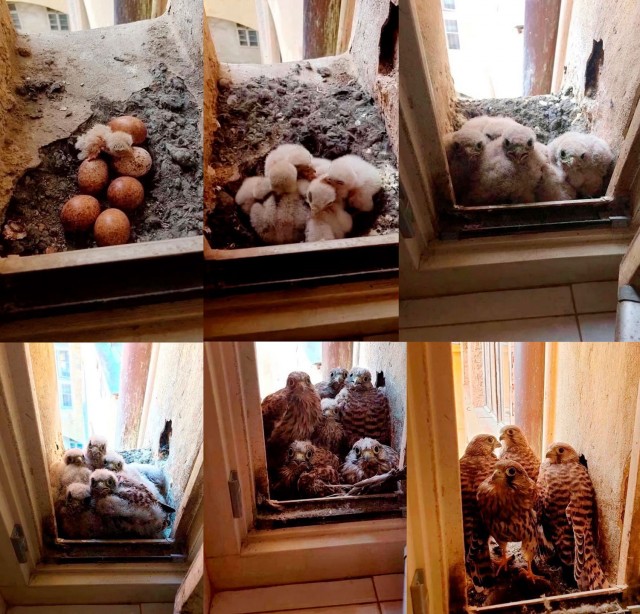 Белый слон и другие картинки