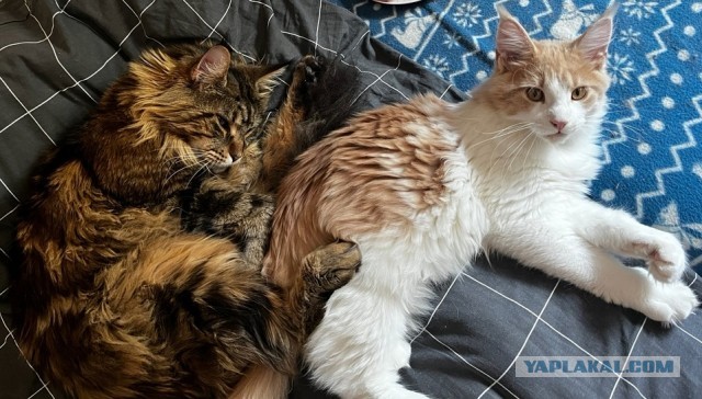Котовторник