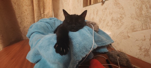 Минус один бродяга