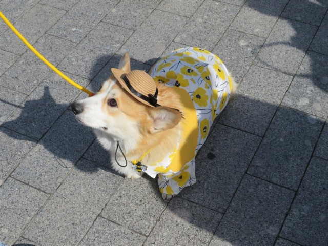 Парад корги в Москве на ВДНХ