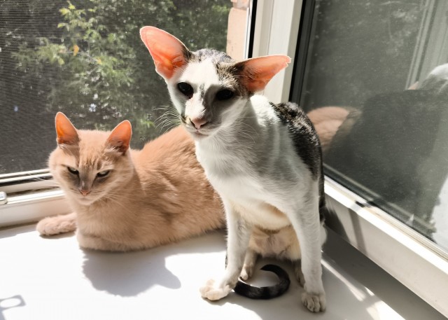 Котовторник.Наши модели